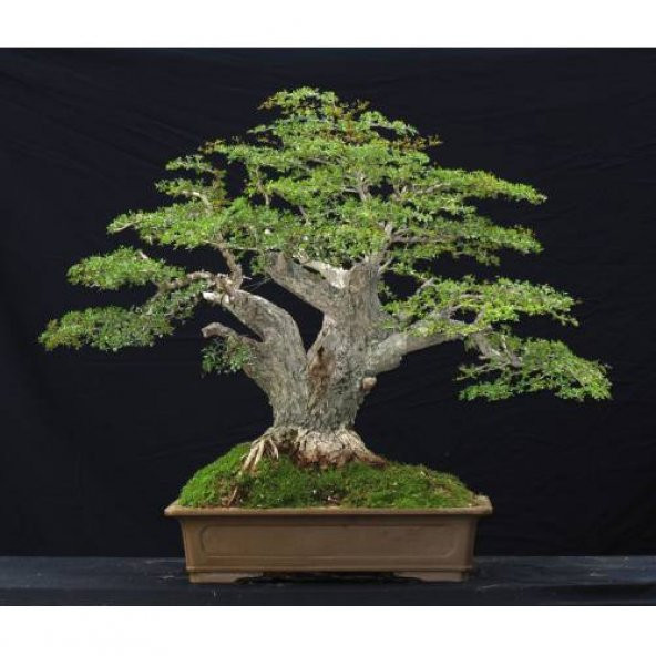 İthal Meşe Bonzai Ağacı Tohumu 3 Tohum + Süpriz Hediye Bonsai Toh - 4