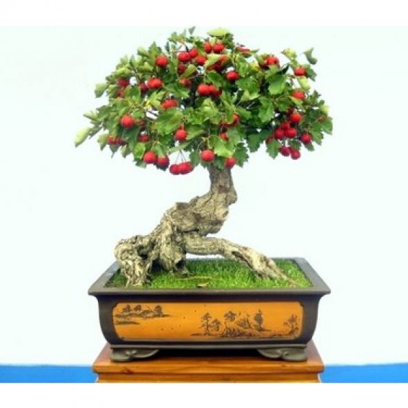 3lü Set Bonzai Ağacı Tohumu Bonsai Elma Alıç Şeftali Ekim Seti - 3