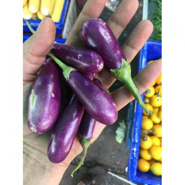 Nadir Thailand Mini Kemer Patlıcan Tohumu Ekim Seti 5 Tohum +Saks - Resim 3