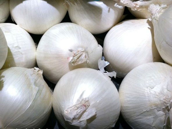 Eko Paket 1000 Tohum Tatlı Beyaz Soğan Tohumu + Süpriz Hediye Toh - Resim 2