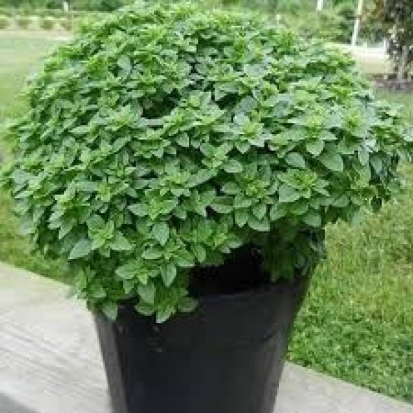 Eko Paket 200 Tohum Saksılık Kokulu Top Reyhan Tohumu Fesleğen - 4