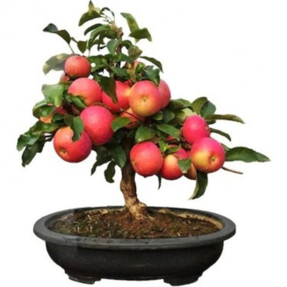 3lü Set Bonzai Ağacı Tohumu Bonsai Elma Alıç Şeftali Ekim Seti - 4