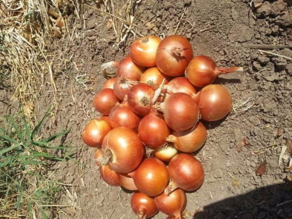 Eko Paket 1000 Tohum Meşhur Kışlık Soğan Tohumu +Süpriz Hediye - Resim 2