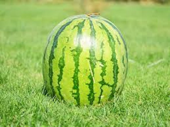 Eko Paket 75 Tohum Meşhur Diyarbakır Karpuzu Tohumu Karpuz Tohumu - 2