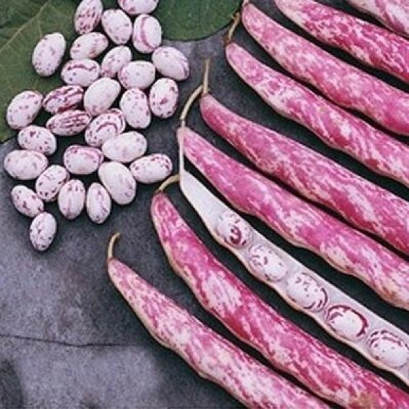 Süper Paket 250 Tohum Sırık Barbunya Fasulyesi Tohumu Fasülye - 4