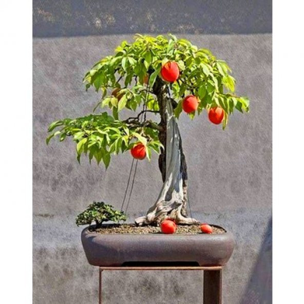 3lü Set Bonzai Ağacı Tohumu Bonsai Elma Alıç Şeftali Ekim Seti - 5