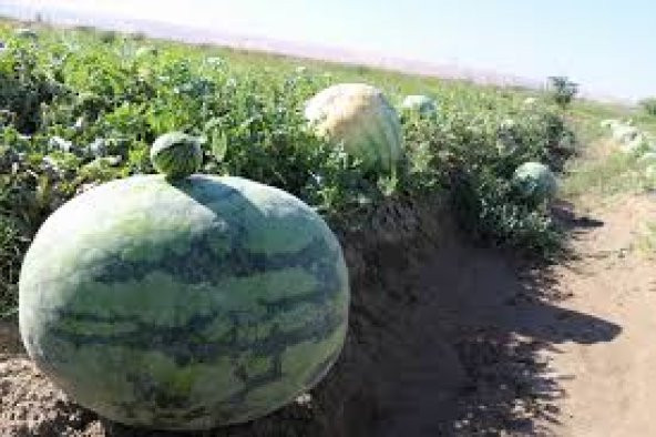 Eko Paket 75 Tohum Meşhur Diyarbakır Karpuzu Tohumu Karpuz Tohumu - 3