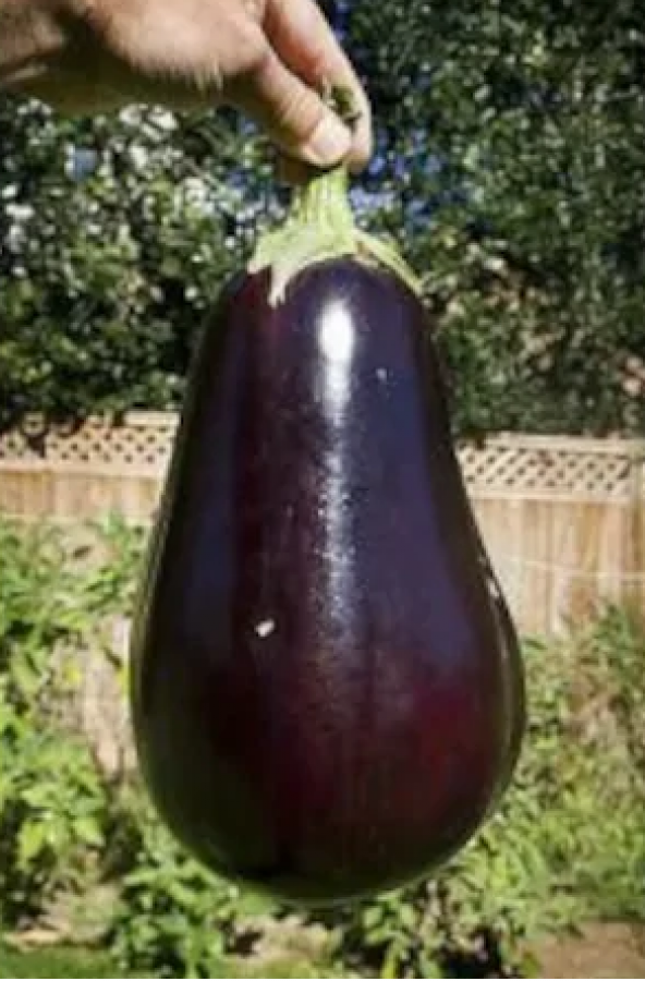 Eko Paket 150 Tohum Nadir İthal Dev İri Patlıcan Tohumu + Süpriz - 4