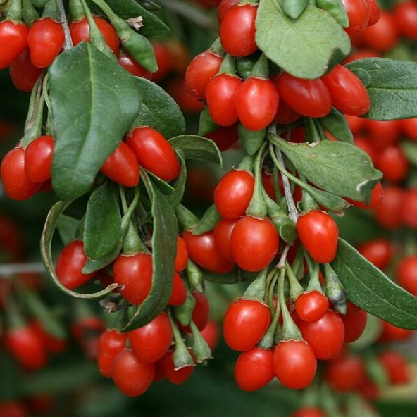 Eko Paket 75 Tohum İthal Goji Gojiberry Goji Berry Tohumu + Süpr - Resim 3