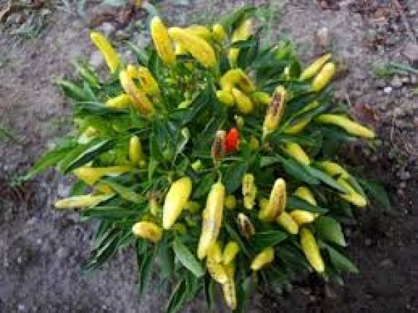 Eko Paket 200 Tohum Sarı Acı Turşuluk Biber Tohumu + Süpriz Hediy - 3