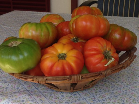 Eko Paket 150 Tohum Kokulu Yayla Domates Tohumu + Süpriz Hediye - 3