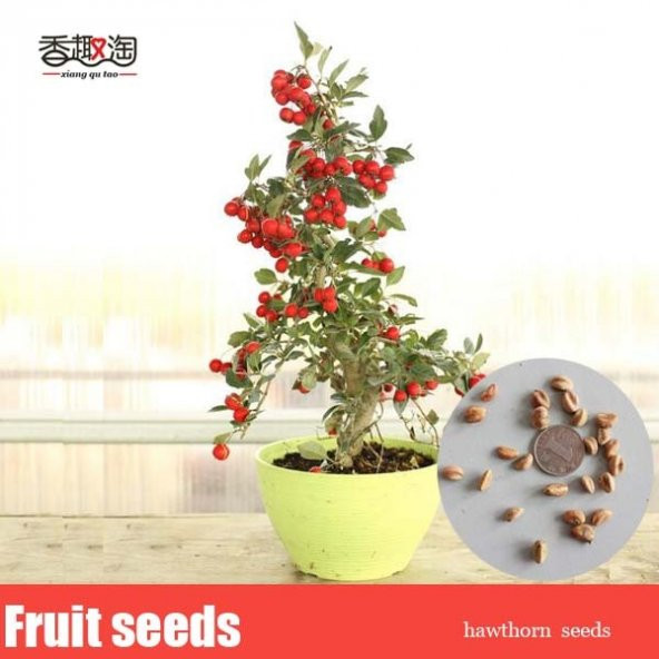 3lü Set Bonzai Ağacı Tohumu Bonsai Elma Alıç Şeftali Ekim Seti - 7