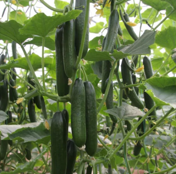 Eko Paket 25 Tohum İthal Sırık Salatalık Tohumu + Süpriz Hediye - 4