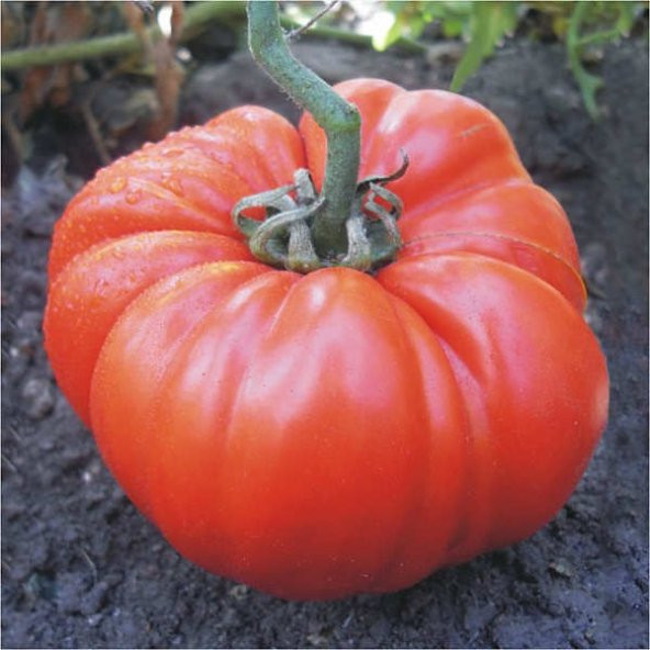 Süper Paket 400 Tohum Gerçek Pileli Mis Kokulu Köy Domatesi Tohu - Resim 2