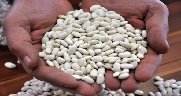 15 Tohum Beyaz Fasülye Tohumu Kuru Fasülye Tohumu + Süpriz Hediye - 3