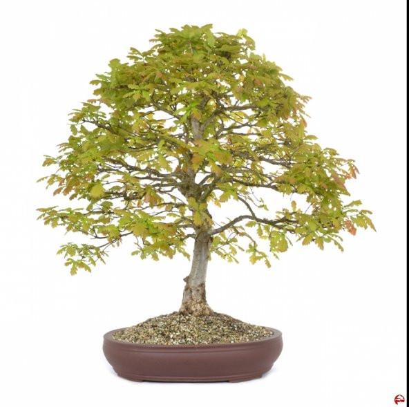 İthal Bodur Meşe Bonsai Ağacı Tohumu Seti Toprak+ Saksı + 3 Adet Tohum - 2
