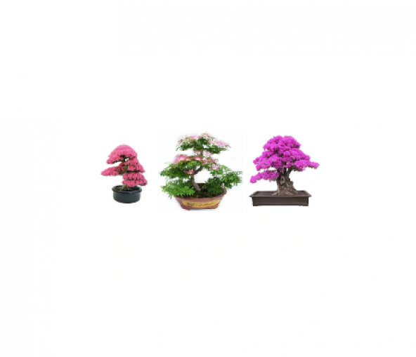 3lü Set Bonsai Ağacı Tohumu Bonzai Erguvan Gülibrişim Mersin