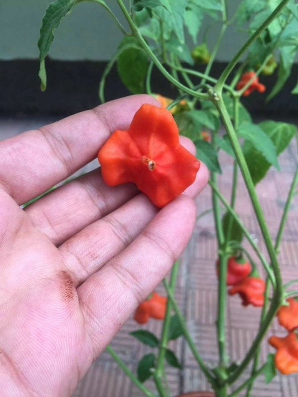 Eko Paket 25 Tohum Nadir İthal Gül biberi Tohumu Bishops Tacı