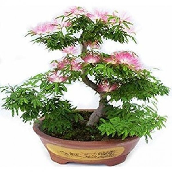 3lü Set Bonsai Ağacı Tohumu Bonzai Erguvan Gülibrişim Mersin - 3