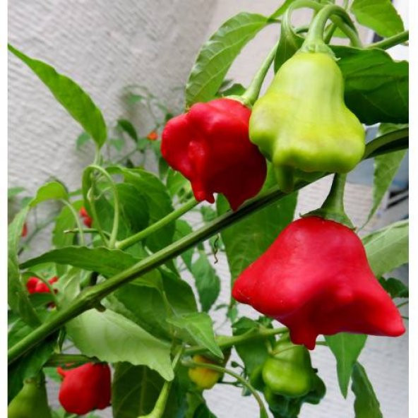 Eko Paket 25 Tohum Nadir İthal Gül biberi Tohumu Bishops Tacı - 3