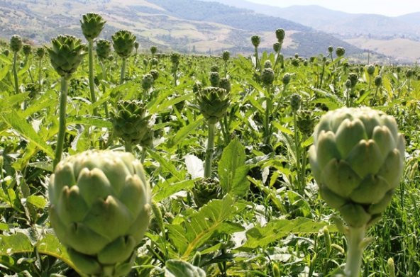 Eko Paket 35 Tohum Nadir İthal Enginar Tohumu + Süpriz Hediye To - 3