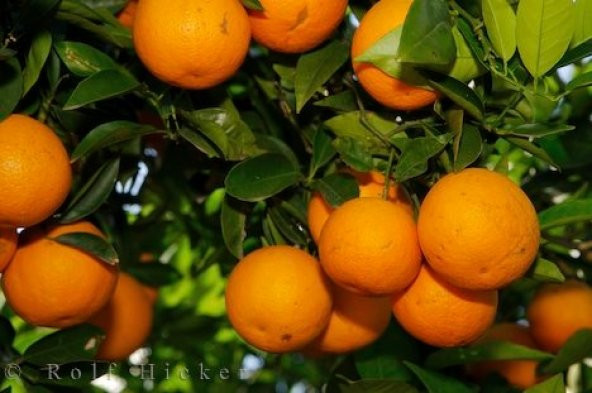 Antalya Portakalı Valencia 5kg 100 Doğal