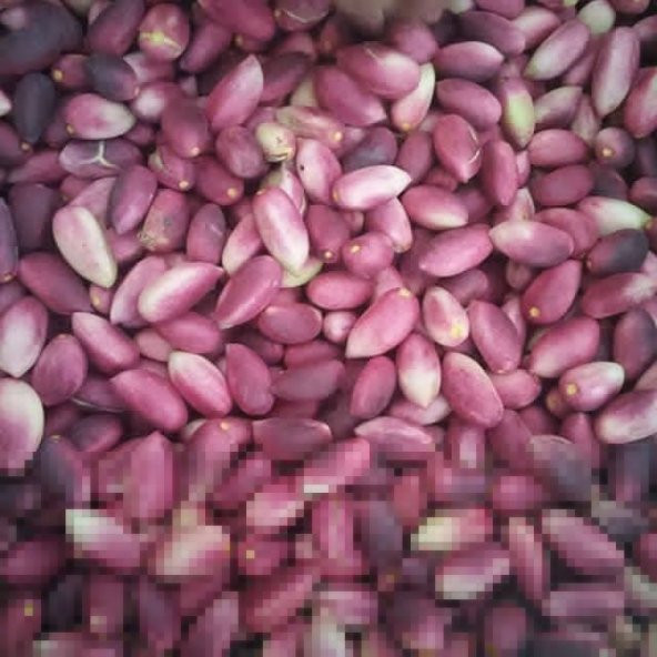 BENG FISTIK 1 KG - 2