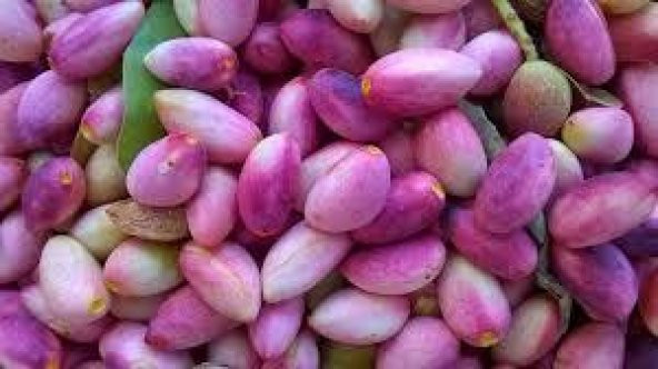 BENG FISTIK 1 KG - 4