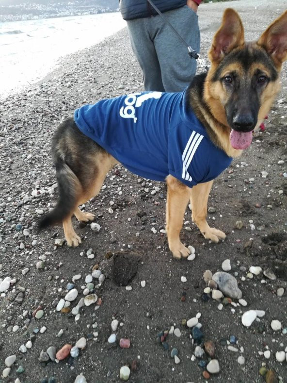 ADIDOG NAVY 4 BIG DOGS - LACİVERT - 8