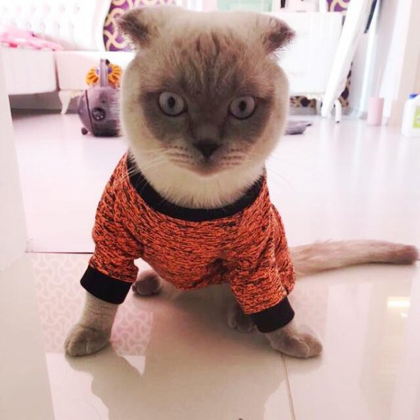 TURUNCU SİYAH  Oval Yaka Tişört  by Kemique  Kedi Kıyafeti  Kedi