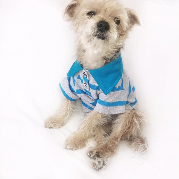GRİ MAVİ ÇİZGİLİ Polo Yaka Tişört  by Kemique  Köpek Kıyafeti  Köpek Elbisesi