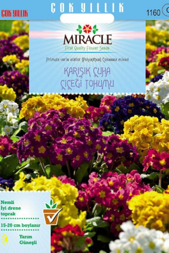 Miracle Karışık Renkli Onbir Ay Çuha Çiçeği Tohumu (50  tohum)