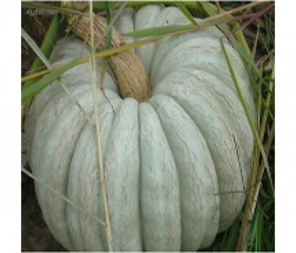 Arıcan 97 Beyaz Balkabağı Tohumu - 1 kg - 4.000 Adet Tohum