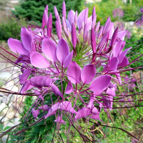 ÖRUMCEK ÇİÇEĞİ *(Cleome Spinosa)