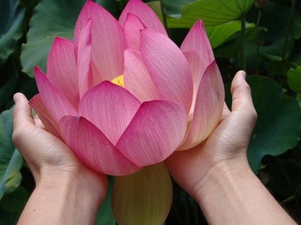 Dev kutsal lotus tohumu Pembe çiçekli