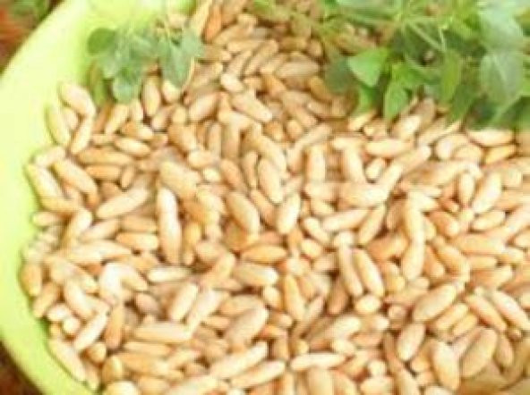 ÇAM FISTIĞI YERLİ 250GR - 2