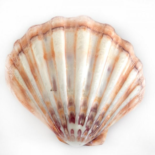 Lyropecten Polıshed 6 İNÇ Unpaır Turuncu