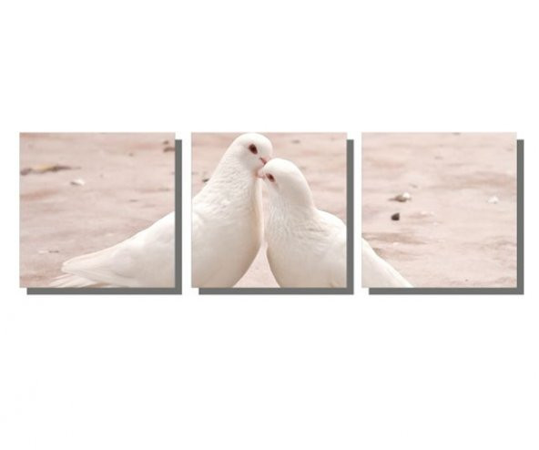 Sevimli Beyaz Güvercinler Tablosu
