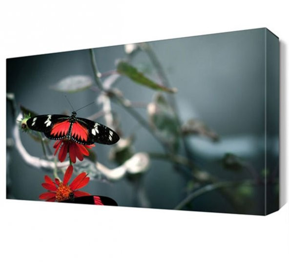 Kırmızılı Kelebek Canvas Tablo