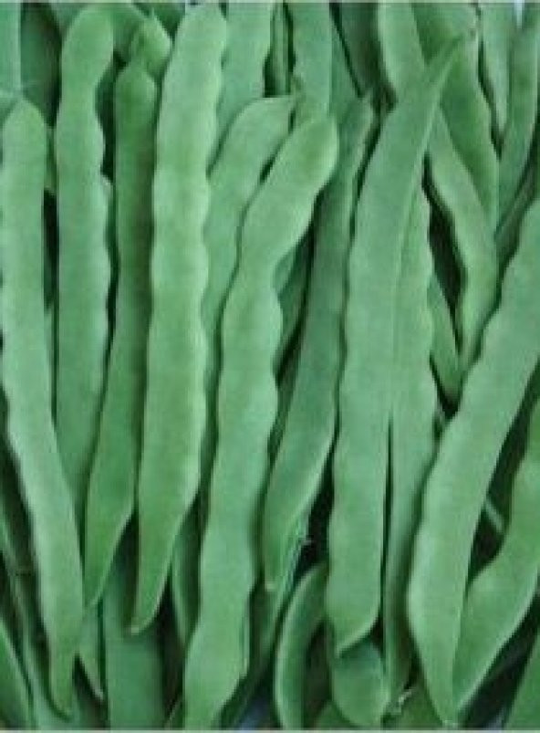 TOHUM FASULYE HELDA SIRIK(ÇANGAL) FASULYE TOHUMU 100GR