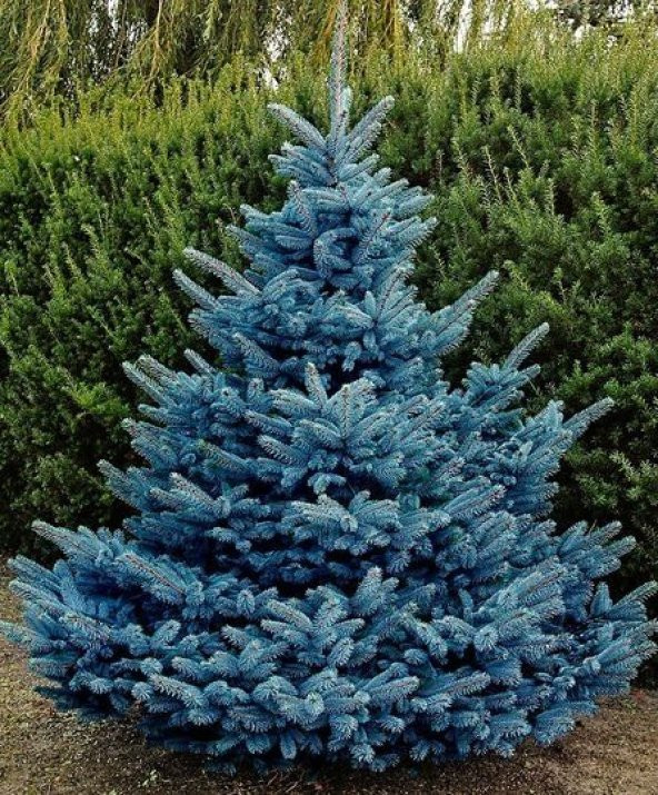 Mavi Ladin Tohumu 5 Gr (1000 Adet)  Çam Tohumu Mavi Ladin Çam Ağacı Tohumu Ağaç Tohumu