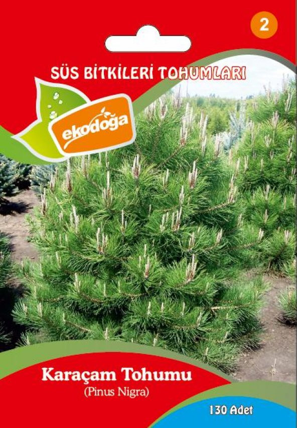 Karaçam Tohumu 1 Paket (130 Adet) Pinus Nigra Tohumu Çam Tohumu
