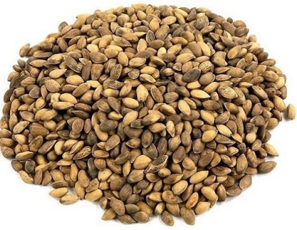 Karaçam Tohumu 500 Gr (10.000 Adet) Pinus Nigra Tohumu Çam Tohumu - 2