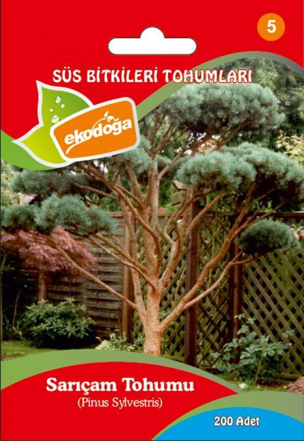 Sarıçam Tohumu 1 Paket (200 Adet) Pinus Sylvestris Tohumu Sarıçam Tohumu Sarıçam Ağacı Tohumu