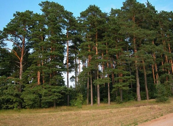 Sarıçam Tohumu 10 Gr (1.000 Adet)  Pinus Sylvestris Tohumu Çam Tohumu Sarıçam Ağacı Tohumu Sarıçam - 2