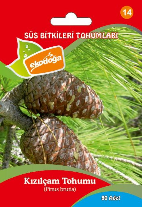 Kızılçam Tohumu 1 Paket (80 Adet) Pinus Brutia Tohumu KIzılçam Ağacı Tohumu