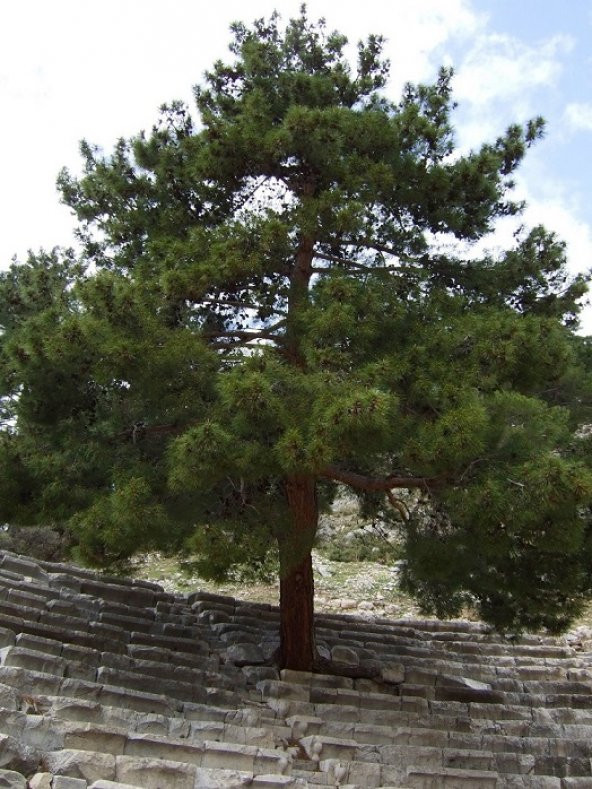 Kızılçam Tohumu 500 Gr (7.500 Adet) Pinus Brutia Tohumu Kızılçam Ağacı Tohumu