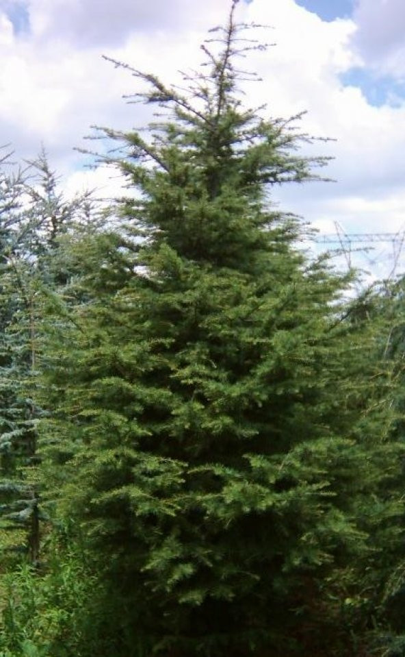 Toros Sediri Tohumu 200 Gr (2.500 Adet) Sedir Ağacı Tohumu Çam Ağacı Tohumu Lübnan  Sediri Tohumu