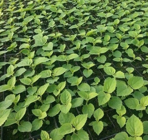 Çin Kavağı Tohumu  1 Gr (3,800 Adet) Paulownia Tomentosa Çin Kavak Tohumu Kavak Tohumu Çin Kavağı - 3