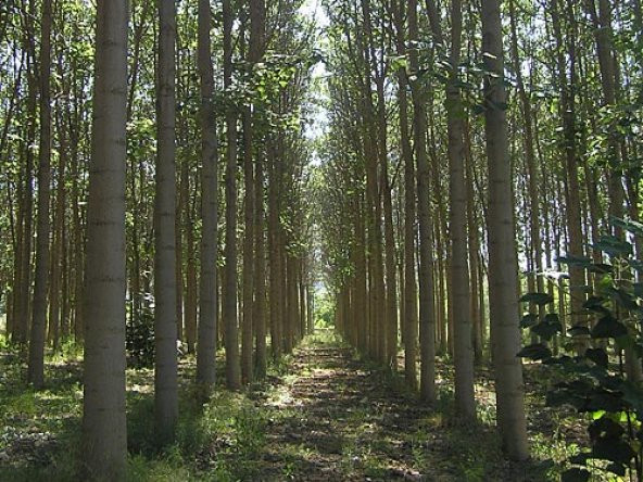 Çin Kavağı Tohumu  1 Gr (3,800 Adet) Paulownia Tomentosa Çin Kavak Tohumu Kavak Tohumu Çin Kavağı - 4